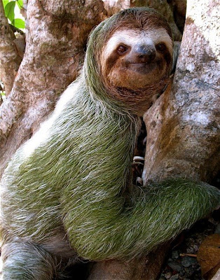 sloth.jpg