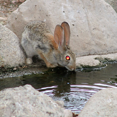 desert-cottontail.jpg