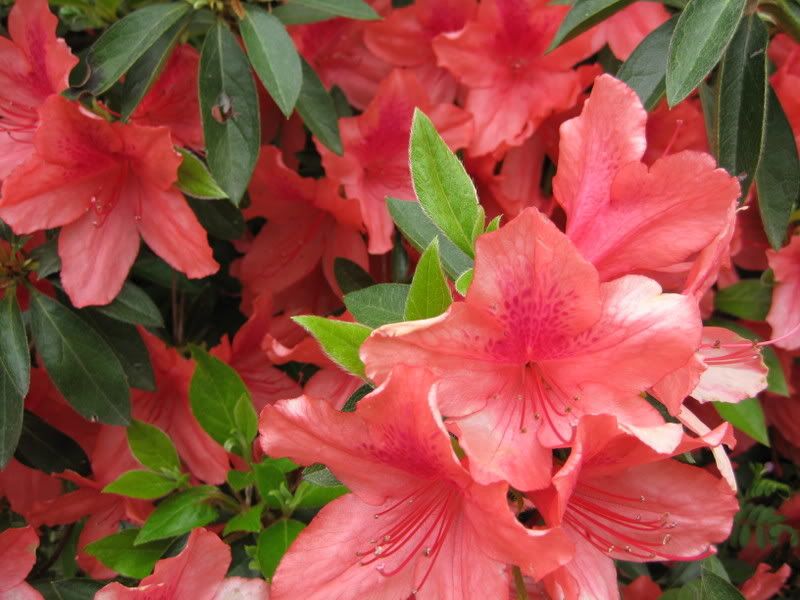 azaleas.jpg