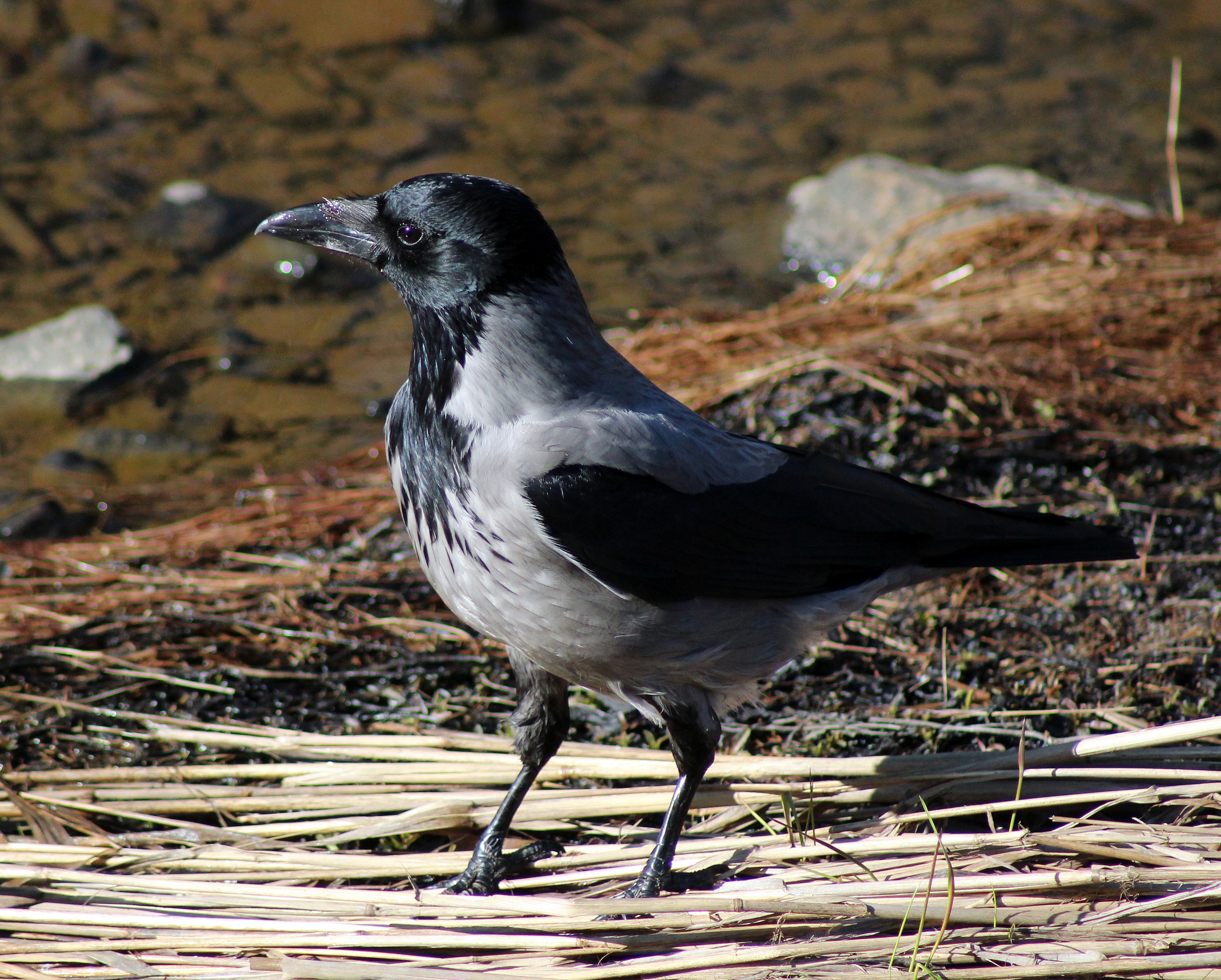 Corvus_cornix_Oulu_20120506b.JPG