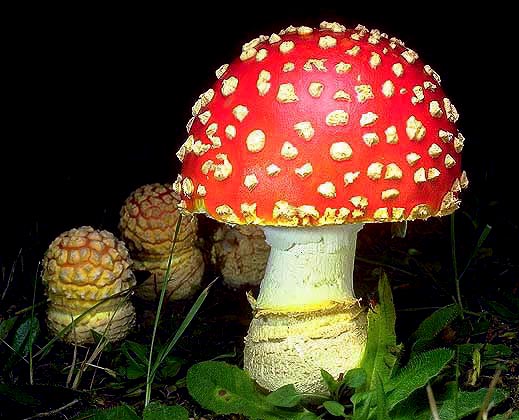 Amanita_muscaria%28tfl-c0229-35%29.jpg