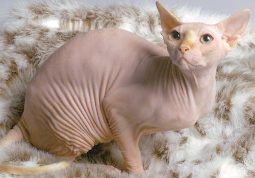 hairless-cat.jpg