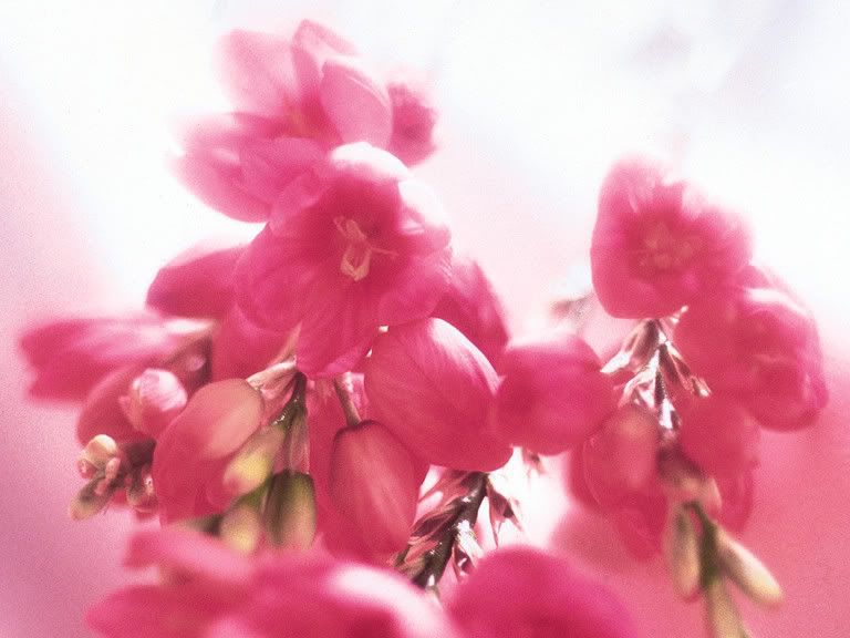 pinkflowers.jpg