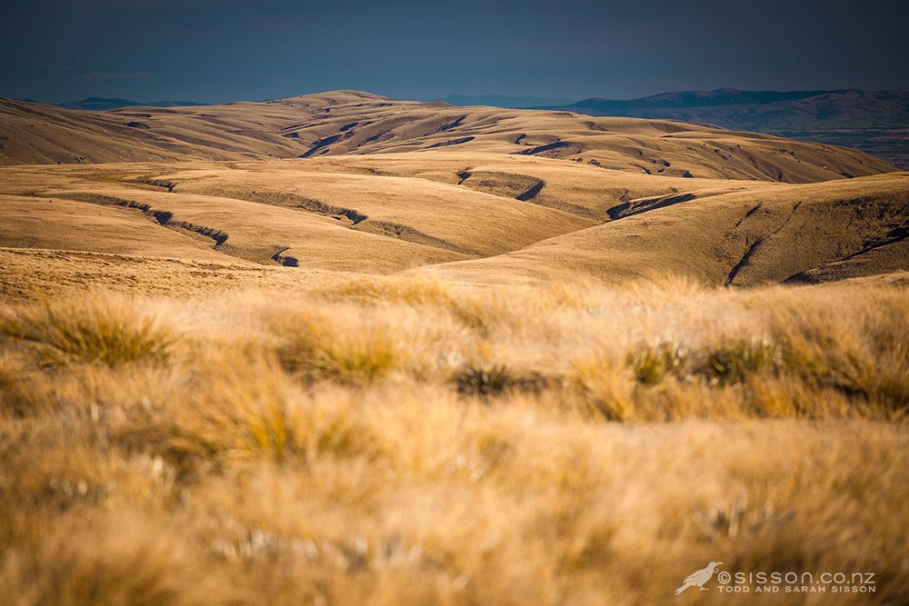 ipad-wallpaper-Waikaia-Bush-Road1k.jpg