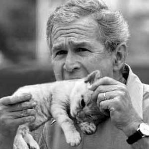 bush_eating_cat.jpg