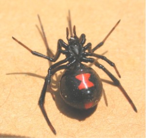 Black_widow_ventral_1370.jpg