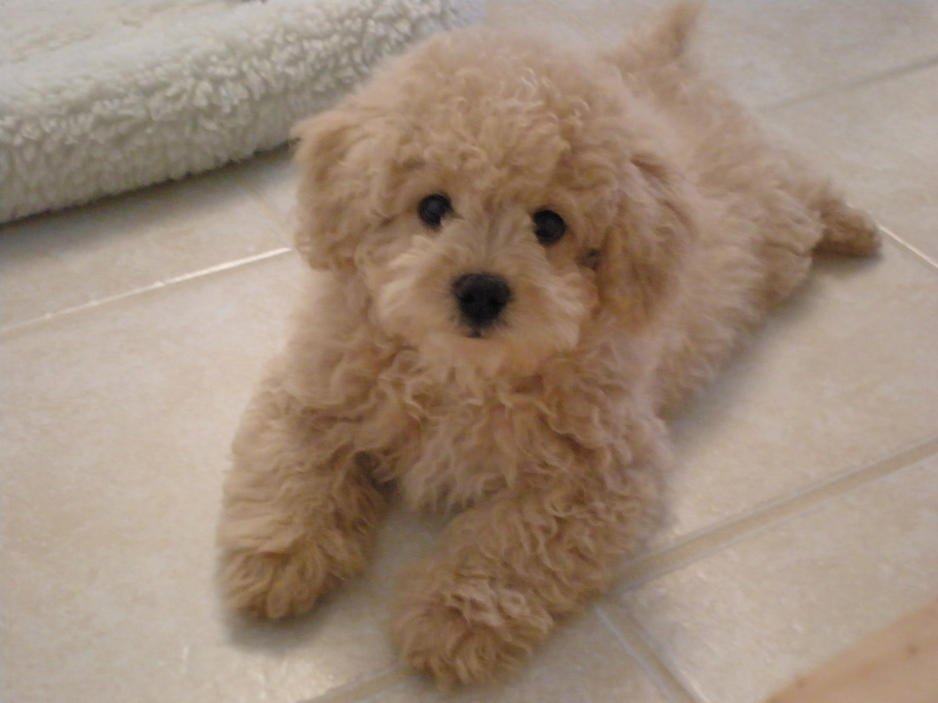Lhasa-Poo-1245206257.jpg