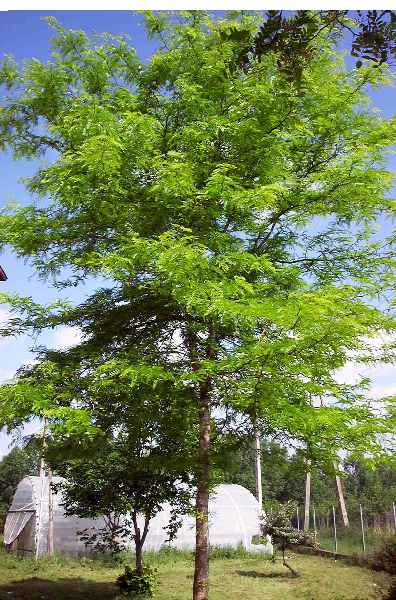 Honey-Locust.jpg