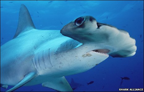 hammerhead_shark_2.jpg