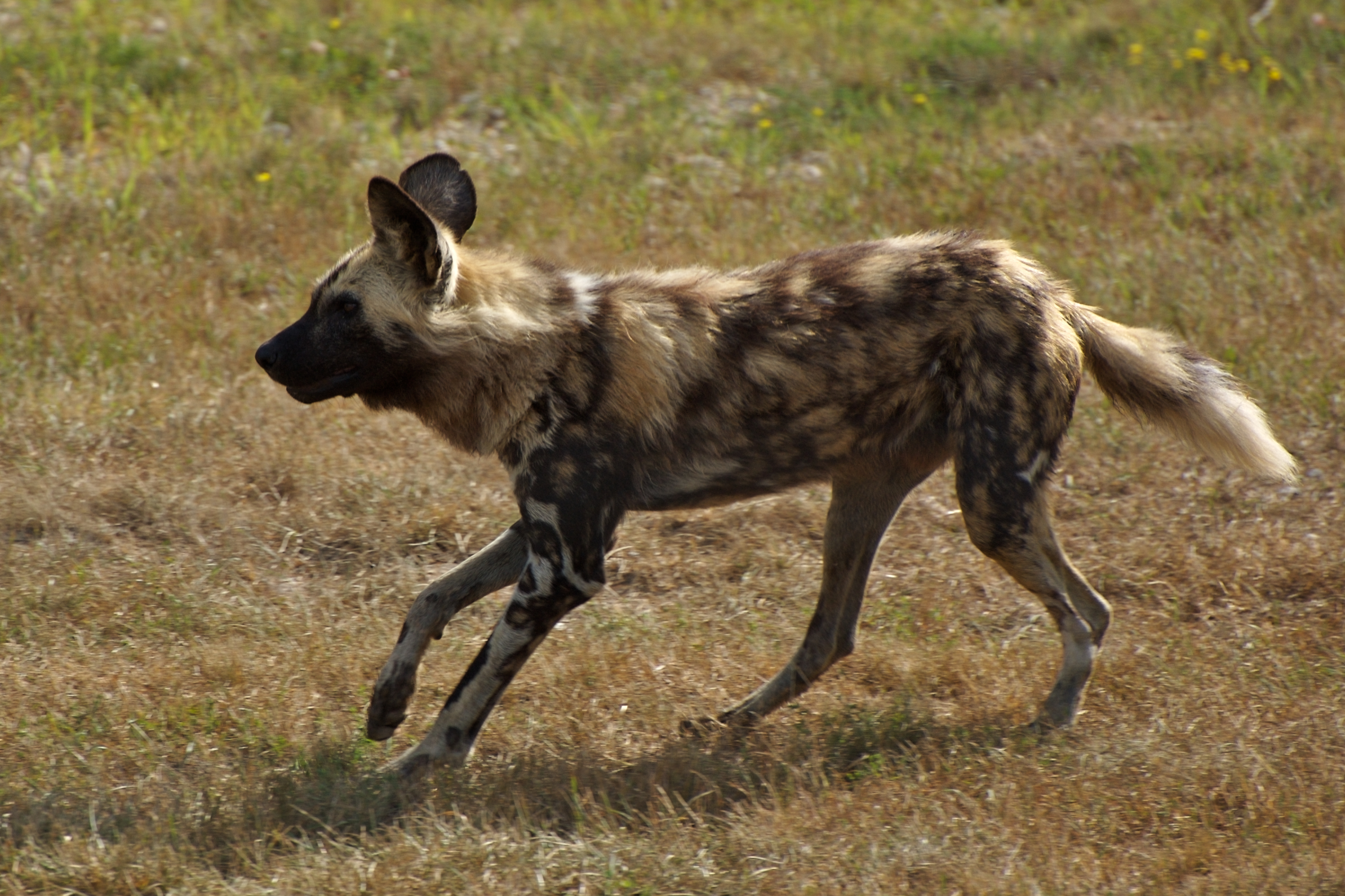 AfricanWildDog1.jpg