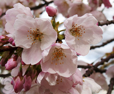 cherry_blossoms.jpg