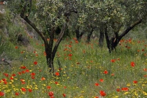 colourful-wildflowers_12965.jpg