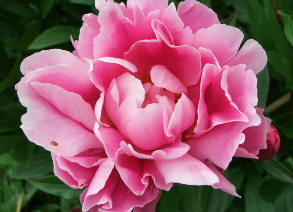 peony-shaded-pink.jpg