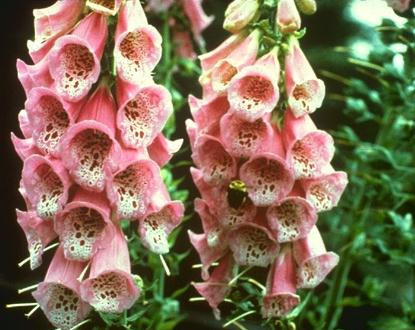 foxgloves-digitalis-5.jpg