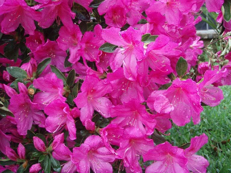 Azaleas1.jpg