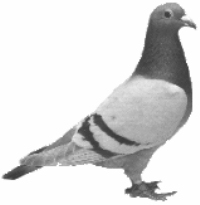 pigeon.jpg