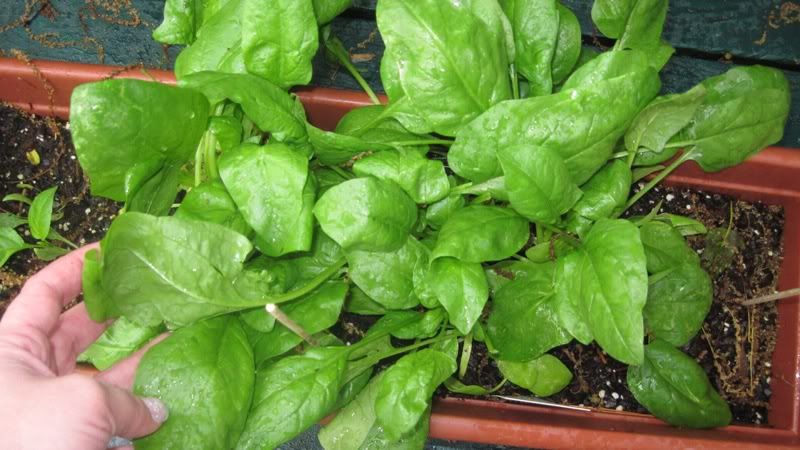 spinach0022.jpg