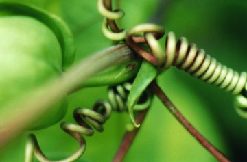 Passion_Flower_Vine_display.jpg