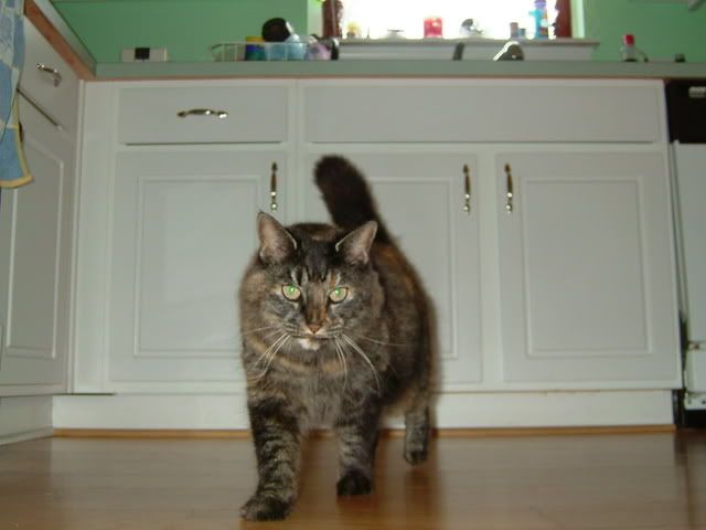 1-22-2005Cleo.jpg