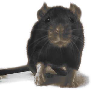 rats1-9807.jpg