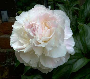 WhitePeony.jpg