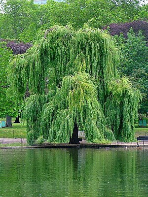 300px-Willow.jpg