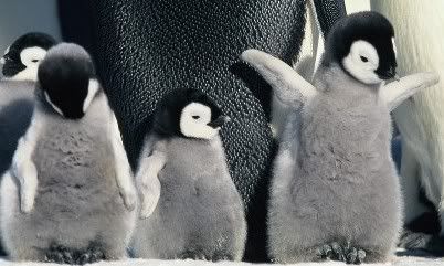 PENGUINS.jpg