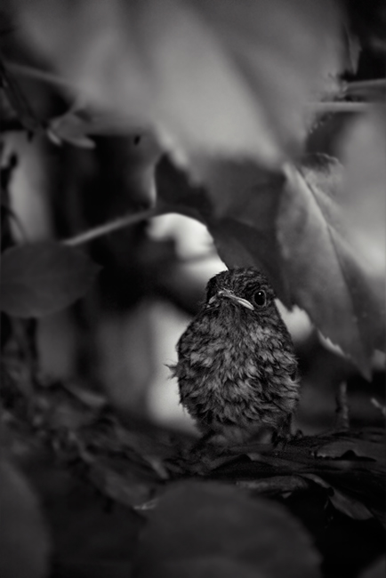 Baby_Bird_2_by_Tomess.jpg