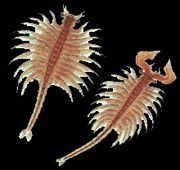 brineshrimp.jpg