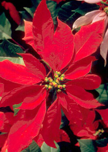 poinsettia.jpg