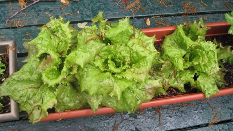 lettuce0011.jpg