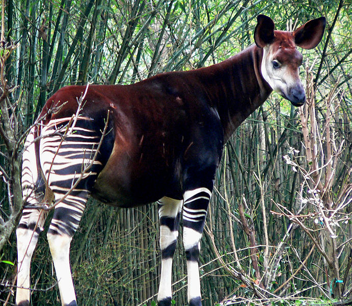 691px-Okapi2.jpg