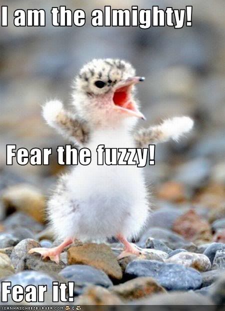 FeartheFuzzy.jpg