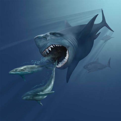 VMNH_megalodon.jpg