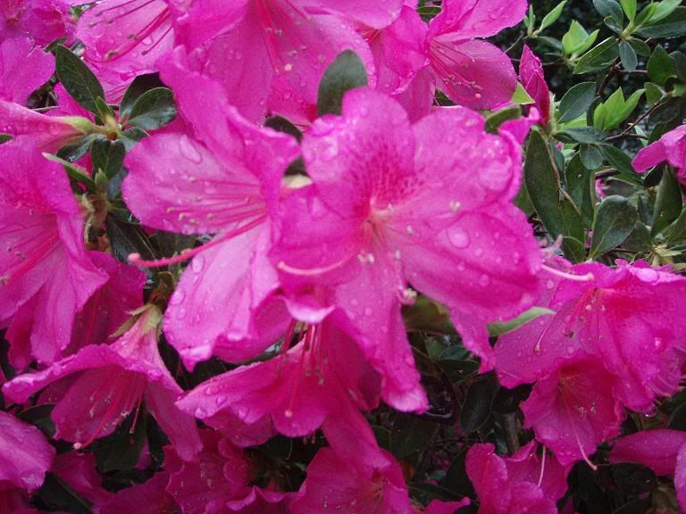 Azaleas2.jpg