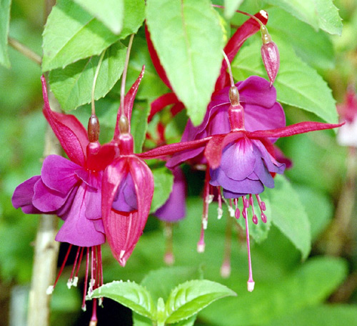 DoubleFuchsias_wb.jpg