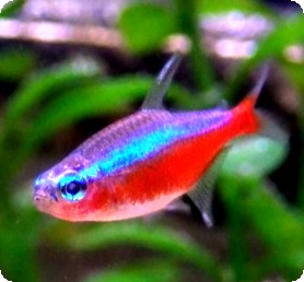 CARDINAL%20TETRA.jpg