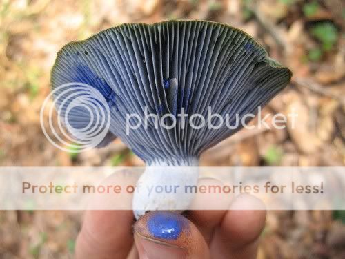 Lactarius_indigo-milk-e1290421349694.jpg