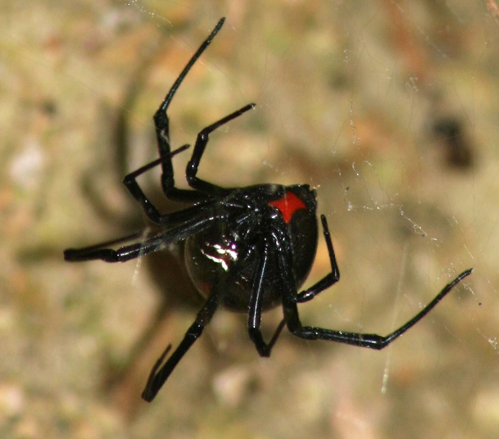 DAY-3-5475-1024-BLACK-WIDOW-FRONTAL.jpg