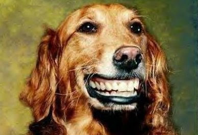 dog%2Bsmile.jpg