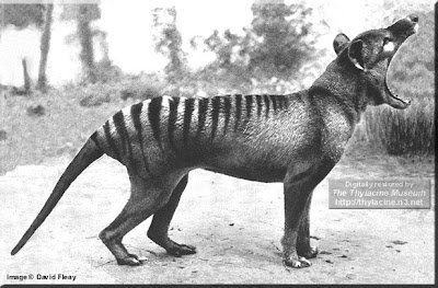 tigre-tasmania.jpg
