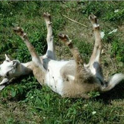 Fainting-Goat-Syndrome.jpg