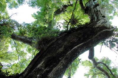 mahogany-tree.jpg