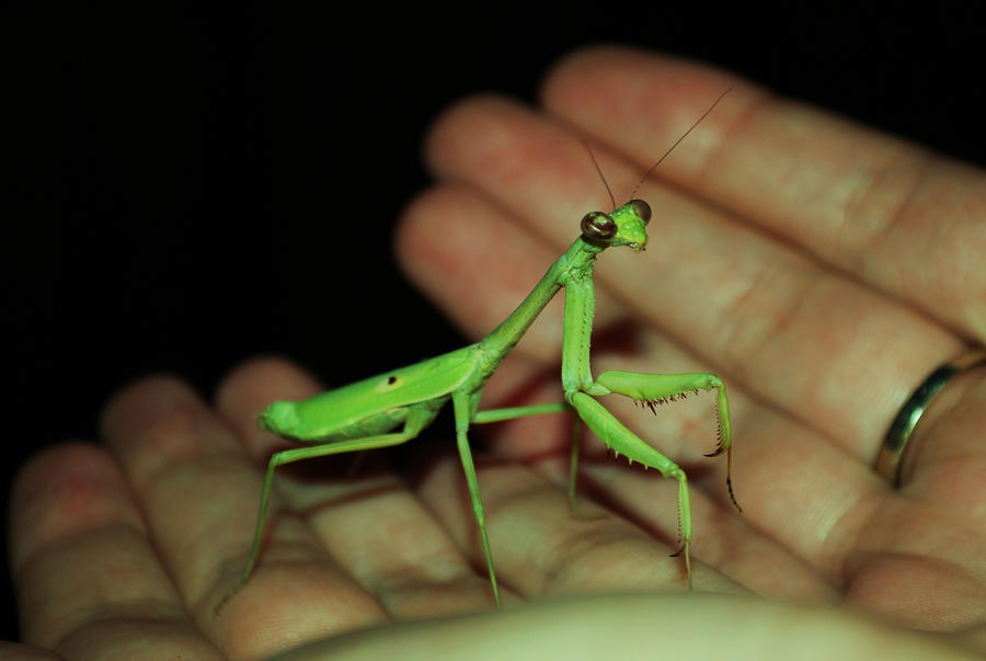 Praying_Mantis_by_sara47488.jpg