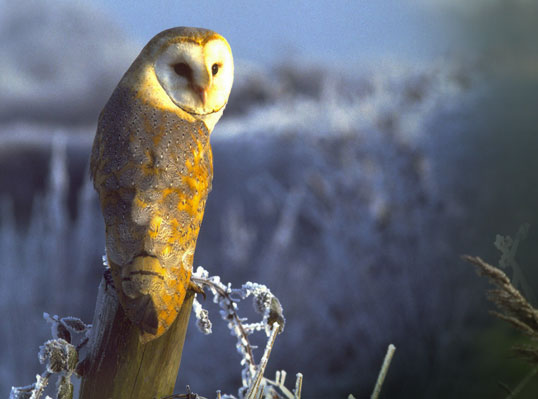 barn-owl.jpg