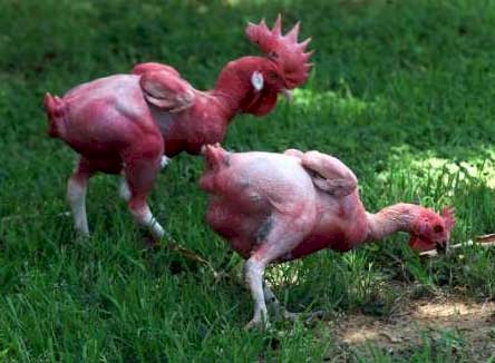 featherless-chickens1.jpeg