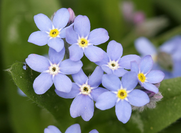 forgetmenot3411.jpg