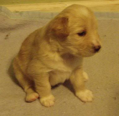 Puppy3wksold.jpg