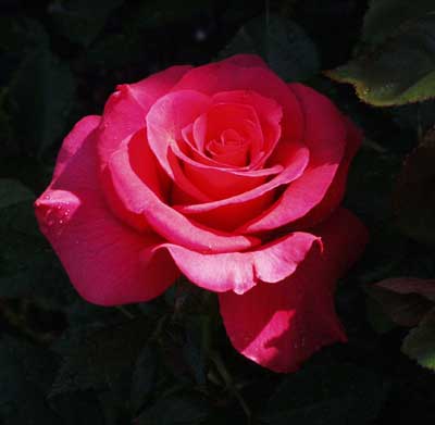 red-rose-in-shadow-sq.jpg