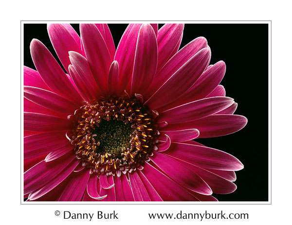 gerbera%20fuschia%202.jpg